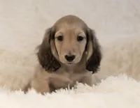 Tug, a male Miniature Dachshund for sale in Crystal, MI – Photo 1 of 2