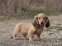 Tug, a male Miniature Dachshund for sale in Crystal, MI – Photo 2 of 2