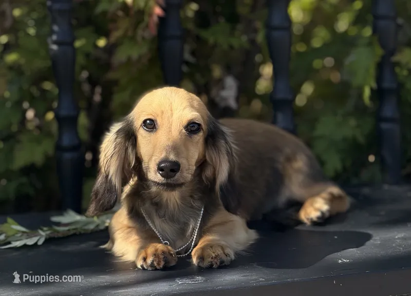 Louis – Dachshund puppy for sale in Crystal, MI