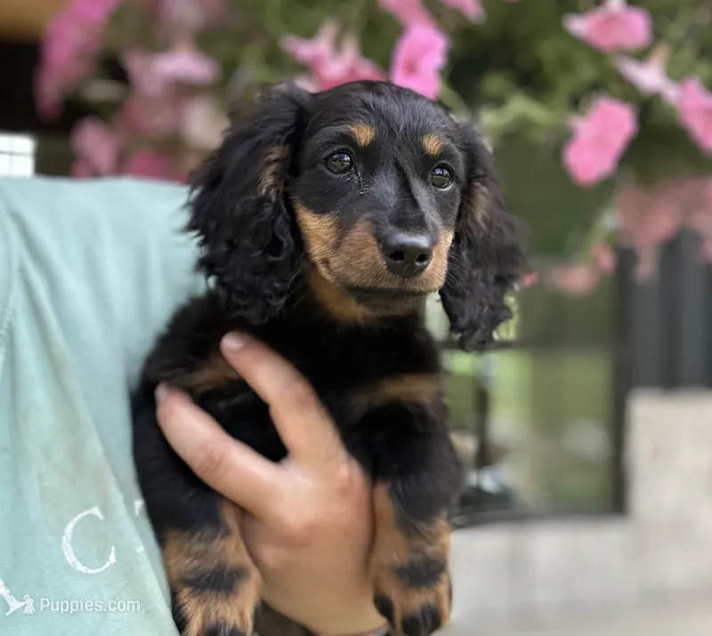 Greta – Miniature Dachshund puppy for sale in Crystal, MI