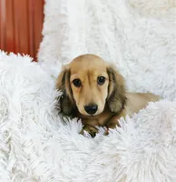 Brother Dunn, a male Dachshund for sale in Crystal, MI – Photo 2 of 2