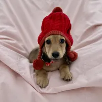 Brother Dunn, a male Dachshund for sale in Crystal, MI – Photo 1 of 2