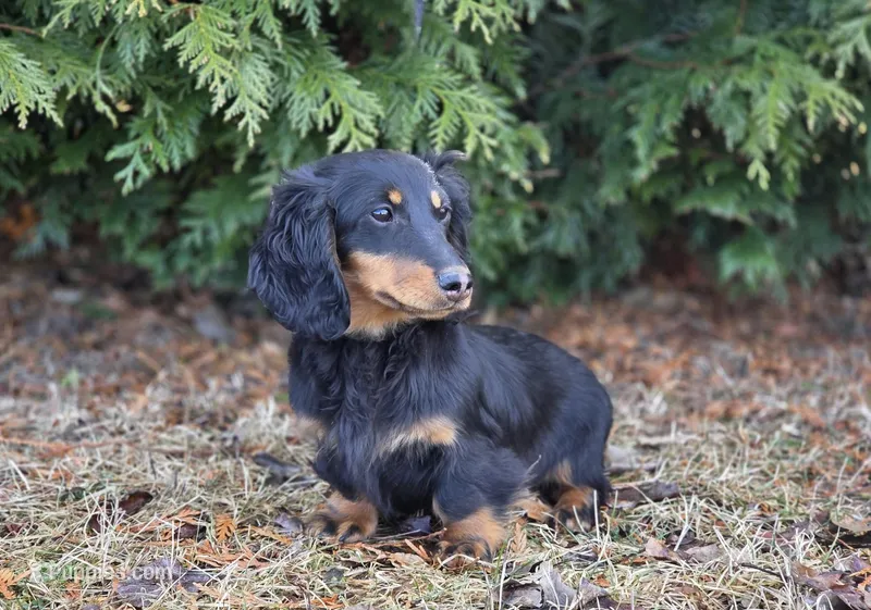Happy Girl – Dachshund puppy for sale in Crystal, MI