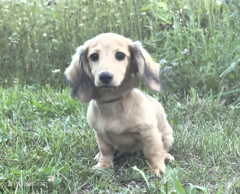 Lucy – Miniature Dachshund puppy for sale in Crystal, MI