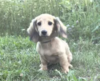 Lucy, a female Miniature Dachshund for sale in Crystal, MI – 1 of 1