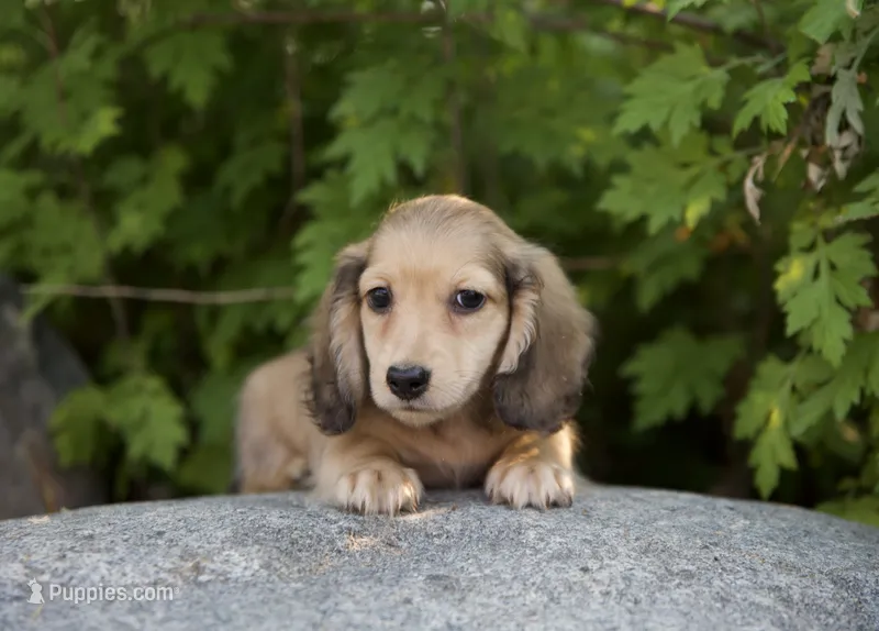 Eyes ack – Dachshund puppy for sale in Crystal, MI