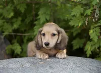 Eyes ack, a male Dachshund for sale in Crystal, MI – 1 of 1