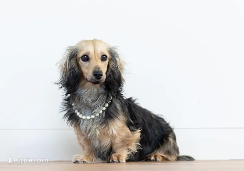 Olivia – Dachshund puppy for sale in Crystal, MI