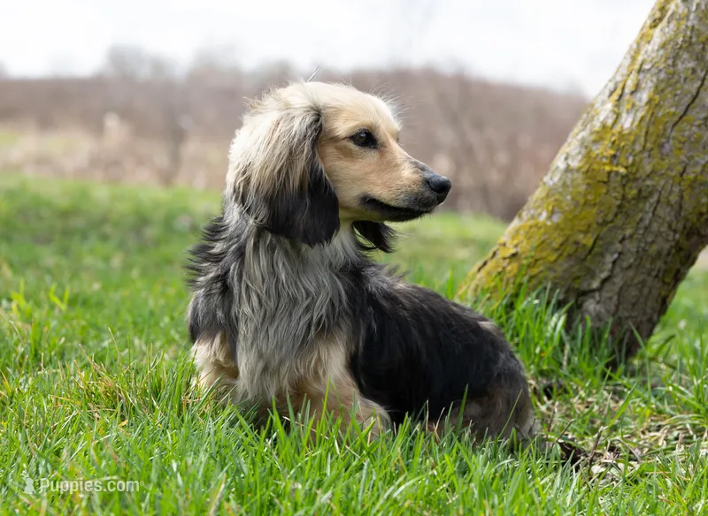 Olivia – Dachshund puppy for sale in Crystal, MI