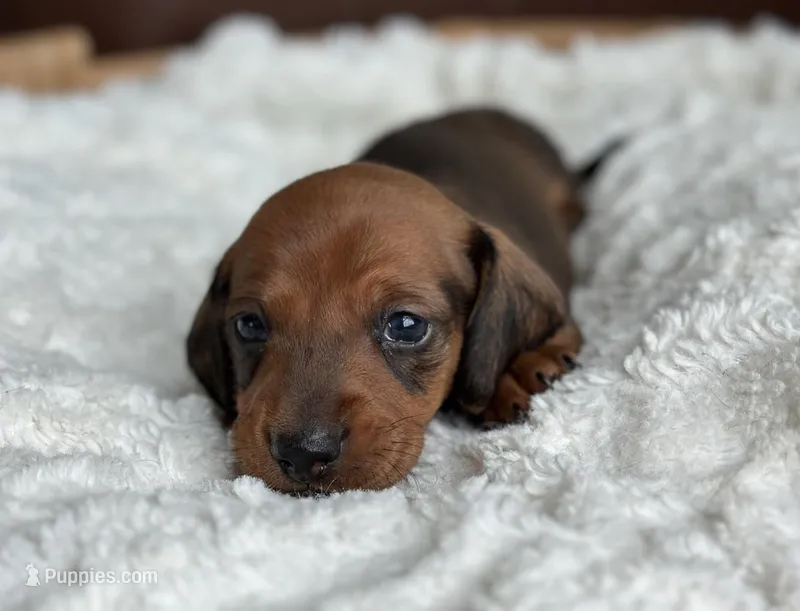 Aramis – Dachshund puppy for sale in Crystal, MI