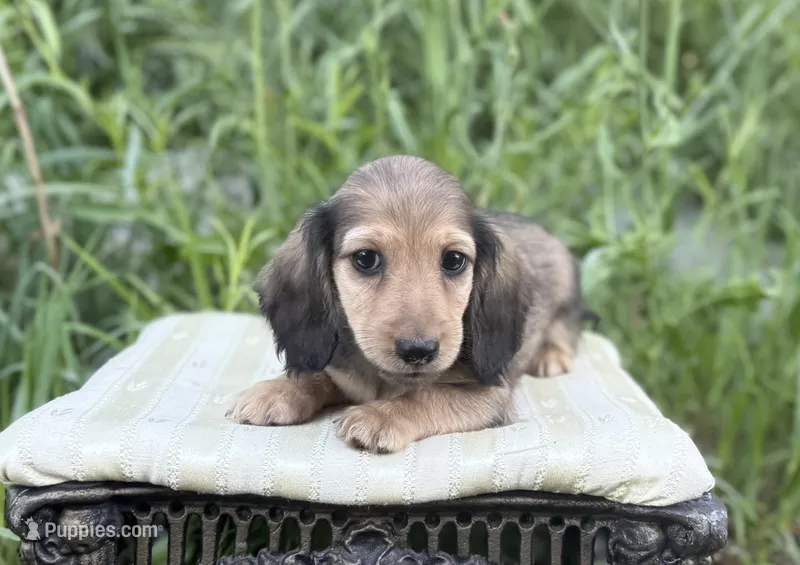 Marco – Miniature Dachshund puppy for sale in Crystal, MI