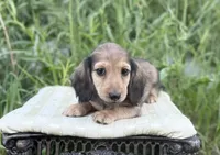 Marco, a male Miniature Dachshund for sale in Crystal, MI – 1 of 1
