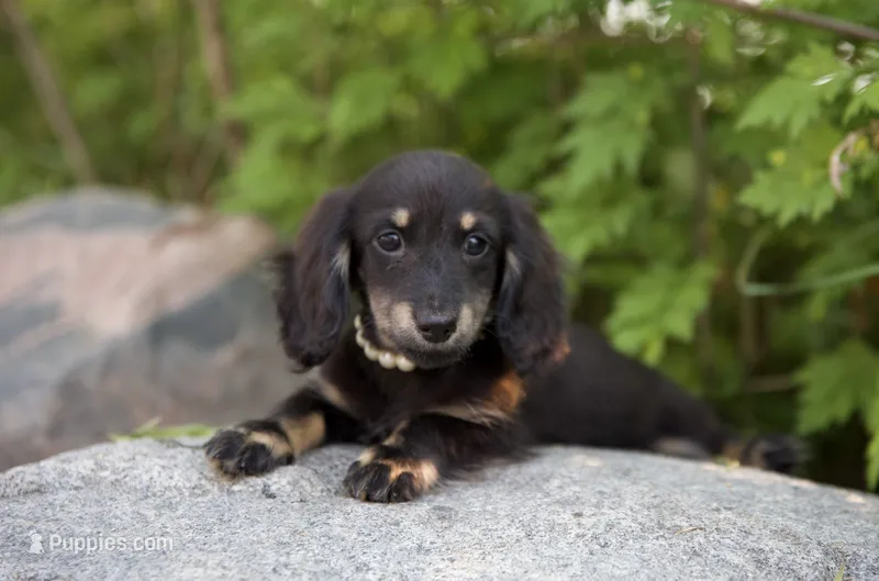 Fig – Miniature Dachshund puppy for sale in Crystal, MI