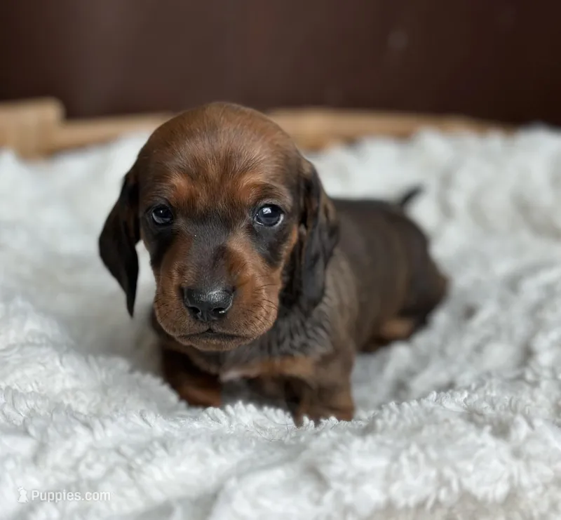 Porthos – Miniature Dachshund puppy for sale in Crystal, MI