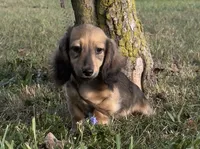 Louis, a male Dachshund for sale in Crystal, MI – 1 of 1