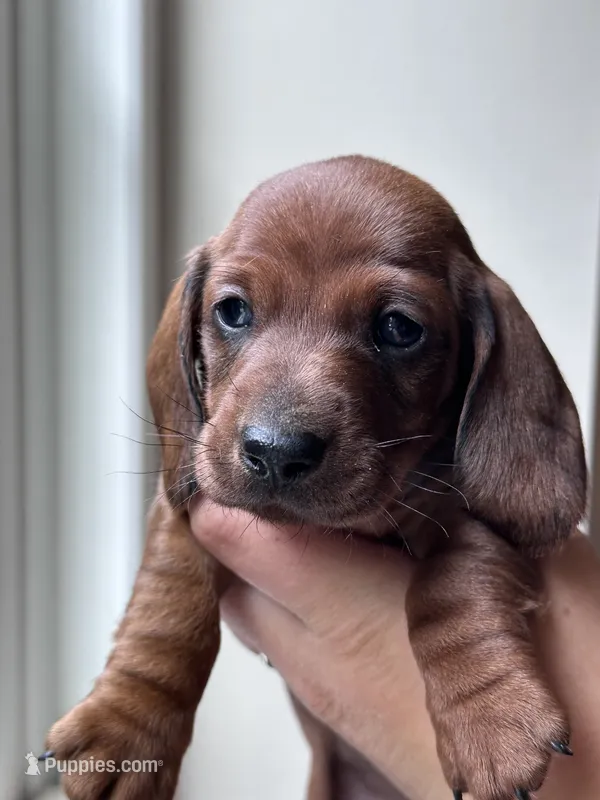 Snapdragon – Miniature Dachshund puppy for sale in Crystal, MI