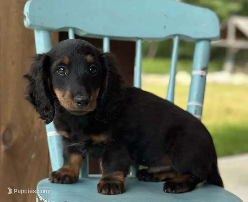 Prinz – Miniature Dachshund puppy for sale in Crystal, MI