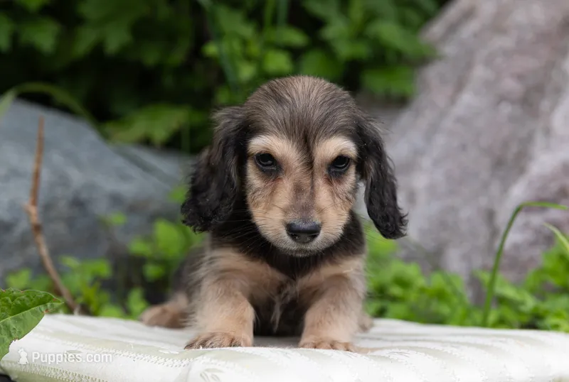 Fia's boy, a male Miniature Dachshund for sale in Crystal, MI – 1 of 1
