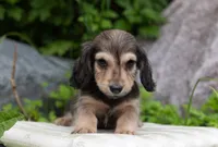 Fia's boy, a male Miniature Dachshund for sale in Crystal, MI – 1 of 1