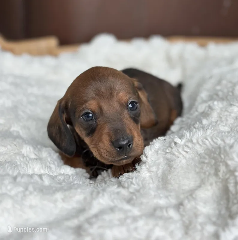D'Atragnon – Miniature Dachshund puppy for sale in Crystal, MI