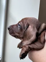 Snapdragon, a male Miniature Dachshund for sale in Crystal, MI – 3 of 3