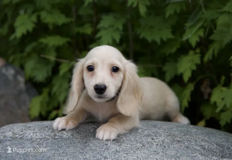 Barry – Dachshund puppy for sale in Crystal, MI