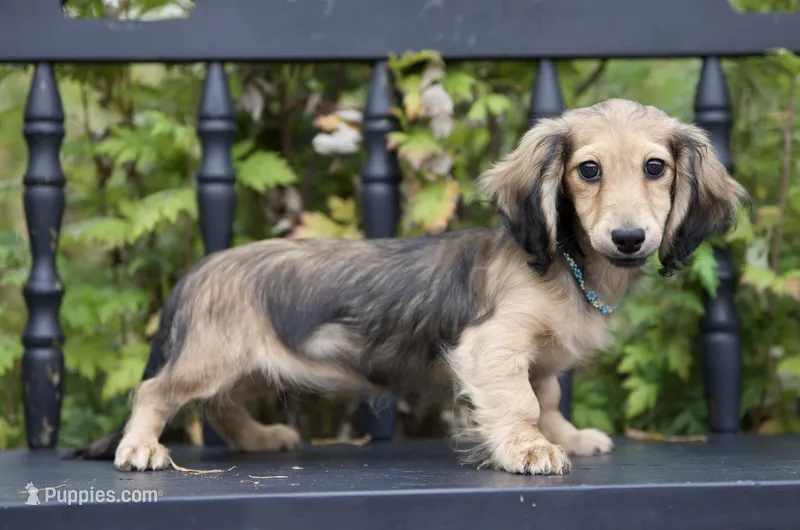 Nancy – Miniature Dachshund puppy for sale in Crystal, MI