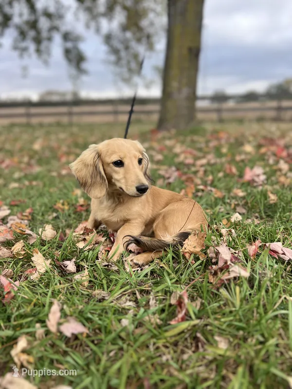 Lucy – Miniature Dachshund puppy for sale in Crystal, MI