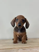 Short Stop, a male Miniature Dachshund for sale in Crystal, MI – Photo 2 of 4