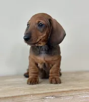 Short Stop, a male Miniature Dachshund for sale in Crystal, MI – Photo 1 of 4
