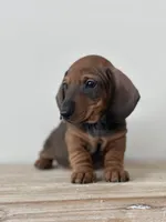 Short Stop, a male Miniature Dachshund for sale in Crystal, MI – Photo 3 of 4