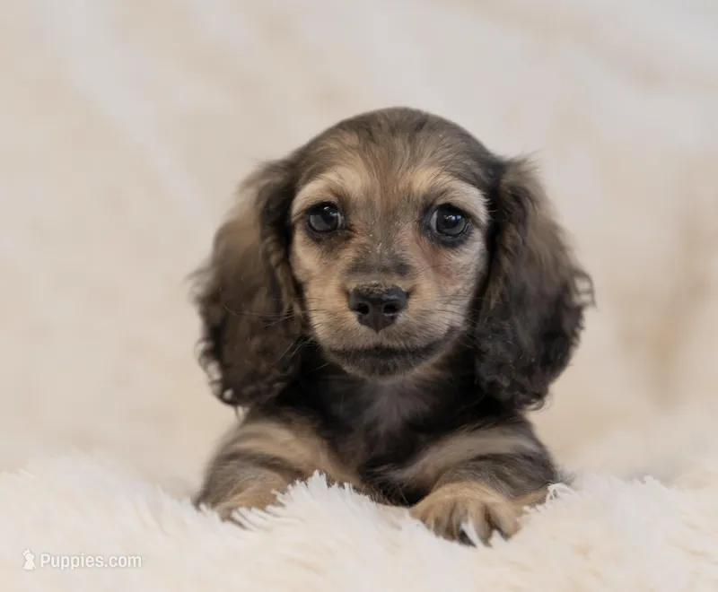 and Louise, a female Dachshund for sale in Crystal, MI – Photo 1 of 1