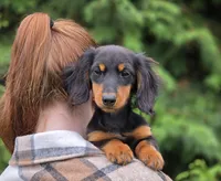 Gander, a male Dachshund for sale in Crystal, MI – 1 of 1