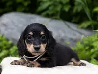 Lydia, a female Miniature Dachshund for sale in Crystal, MI – 1 of 1