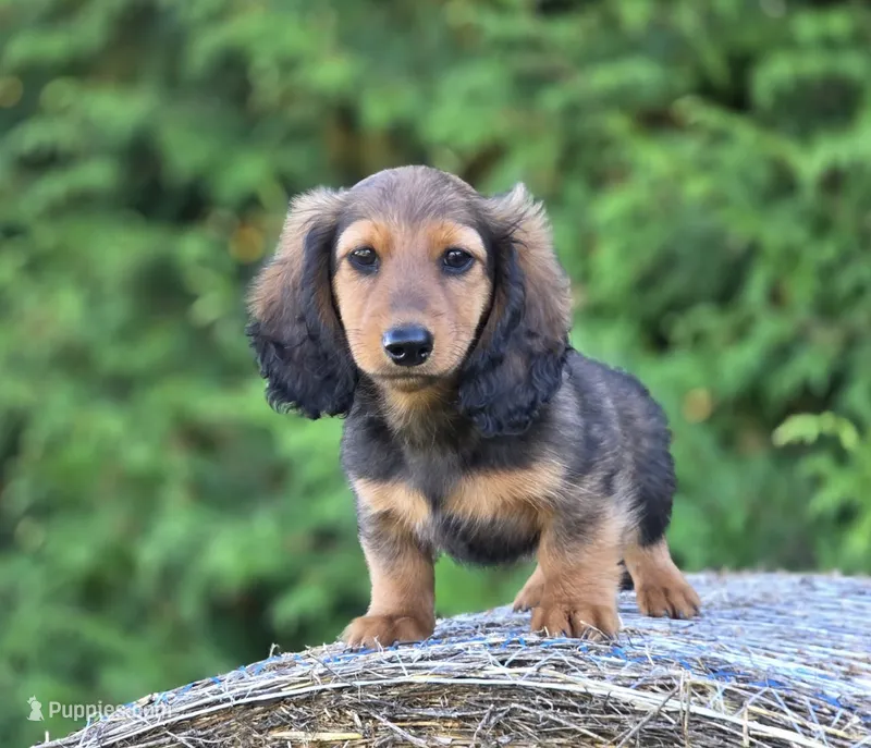 Gerard's Boy – Dachshund puppy for sale in Crystal, MI