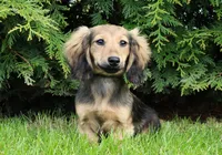Gwenny's Girl, a female Dachshund for sale in Crystal, MI – 2 of 2