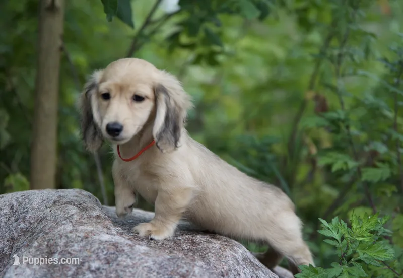 Indy's Boy – Dachshund puppy for sale in Crystal, MI