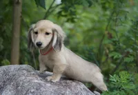 Indy's Boy, a male Dachshund for sale in Crystal, MI – 1 of 1