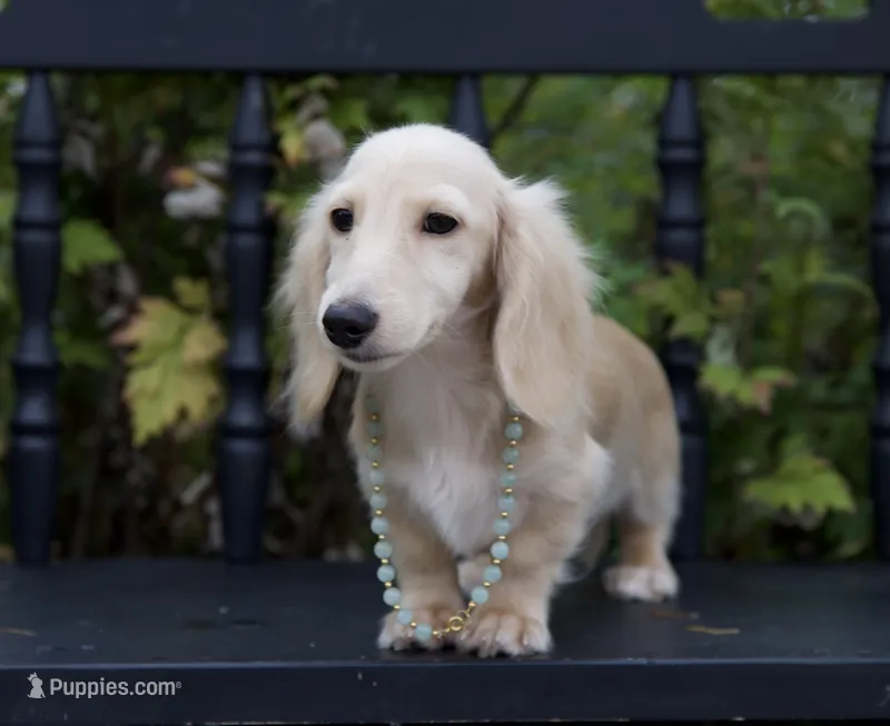 Barry – Miniature Dachshund puppy for sale in Crystal, MI