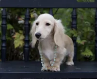 Barry, a male Miniature Dachshund for sale in Crystal, MI – 1 of 1