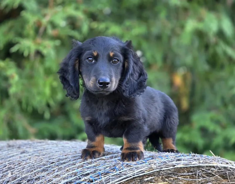 Reggie – Dachshund puppy for sale in Crystal, MI
