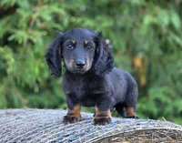 Reggie, a male Dachshund for sale in Crystal, MI – 1 of 1