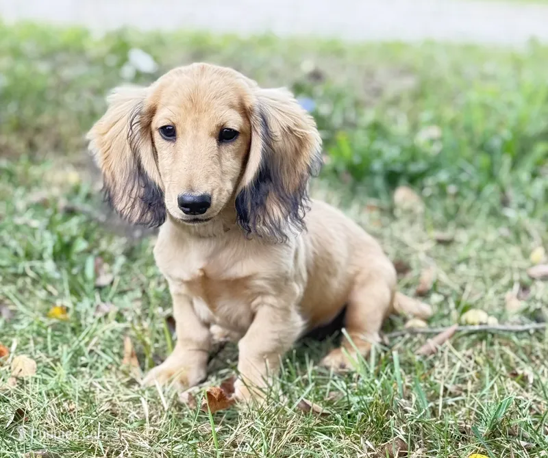 Remi – Miniature Dachshund puppy for sale in Crystal, MI