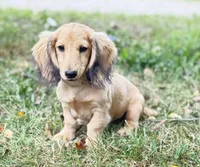 Remi, a male Miniature Dachshund for sale in Crystal, MI – 1 of 1