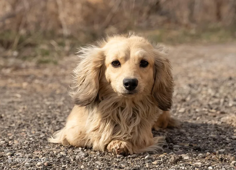 Goldilocks' Girl – Dachshund puppy on hold in Crystal, MI
