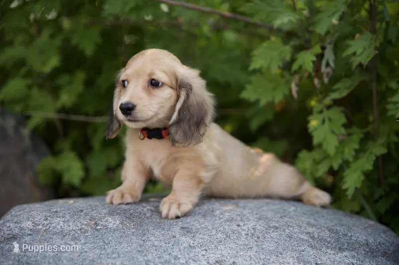 Indy's boy – Dachshund puppy for sale in Crystal, MI