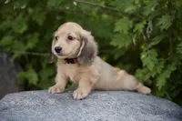 Indy's boy, a male Dachshund for sale in Crystal, MI – 1 of 1