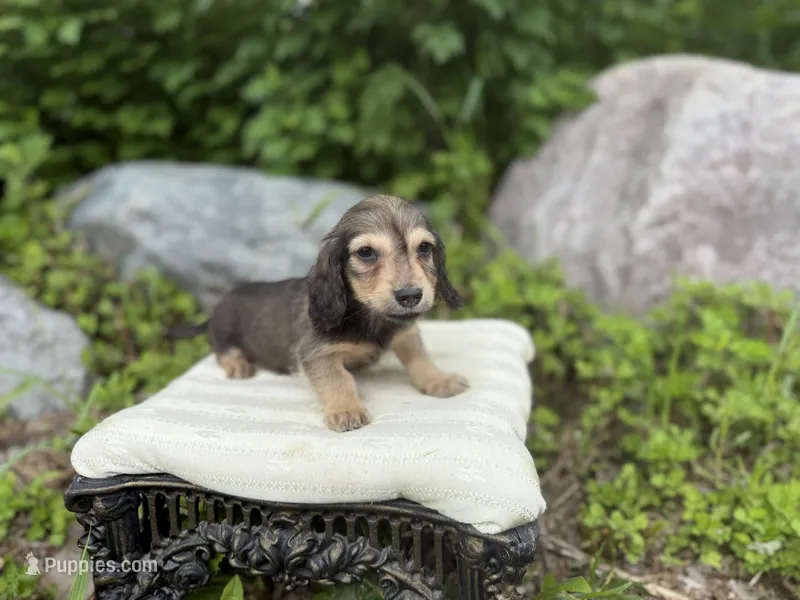 Fi – Miniature Dachshund puppy for sale in Crystal, MI