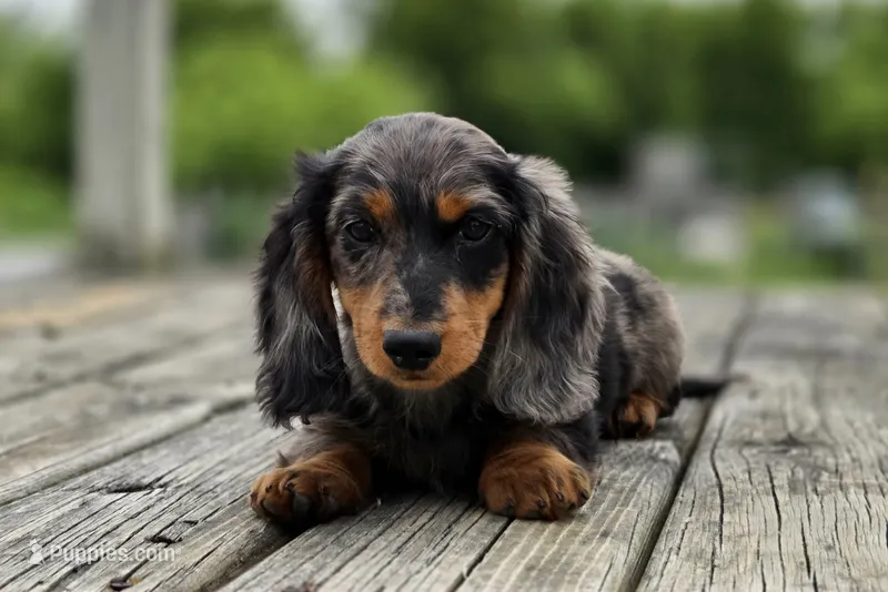 Lenny – Dachshund puppy for sale in Crystal, MI