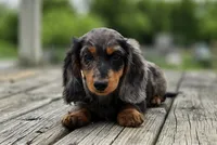 Lenny, a male Dachshund for sale in Crystal, MI – 1 of 1